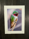 "Anna's Hummingbird" 5x7 print