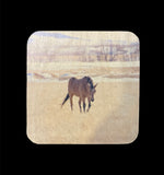 Coaster- Horse in Montana