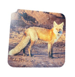Coaster- Fox Profile
