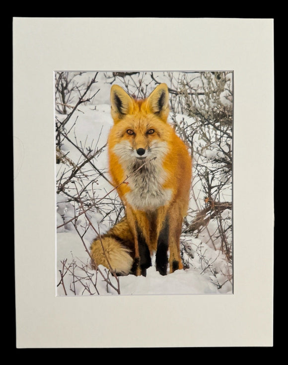 Snowy Fox photo print- 11x14