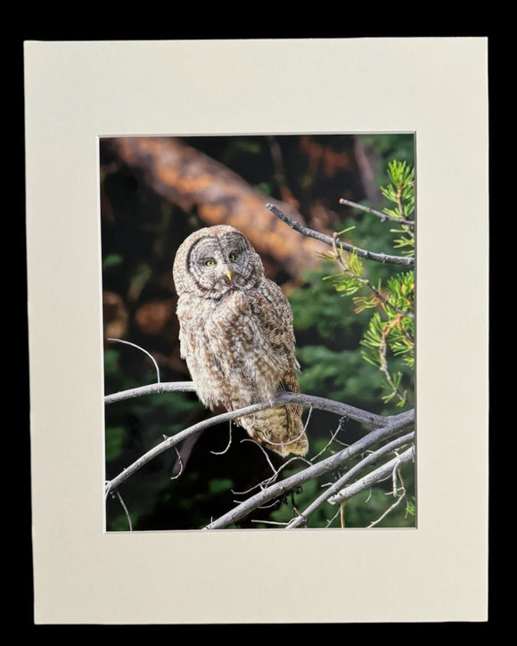 Great Gray Owl photo print- 11x14