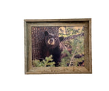 Napping Black Bear- FRAMED 11x14 Wood Print