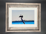 "Anhinga" 5x7 print