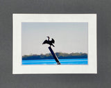 "Anhinga" 5x7 print