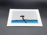 "Anhinga" 5x7 print
