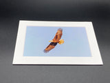 "Bald Eagle in Flight" 5x7 print