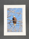 "Bald Eagle Stare Down" 5x7 print
