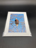 "Bald Eagle Stare Down" 5x7 print