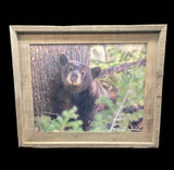 Napping Black Bear- FRAMED 11x14 Wood Print