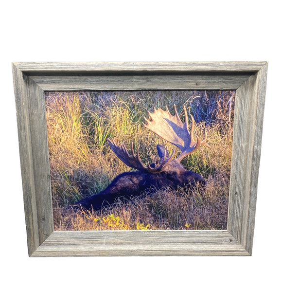 Napping Moose- FRAMED 11x14 Wood Print
