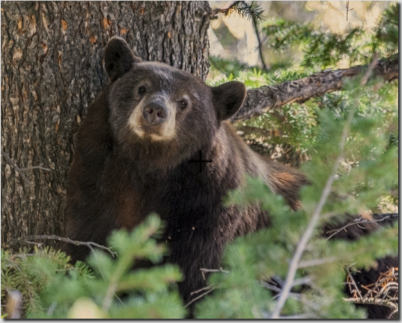 Wildlife