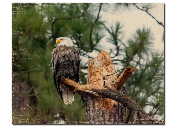 Eagles, Owls, and Hummingbirds
