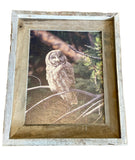 Great Gray Owl- FRAMED 8x10 wood print