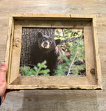 Napping Black Bear- FRAMED 8x10 wood print