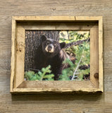 Napping Black Bear- FRAMED 8x10 wood print