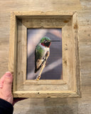 Anna's Hummingbird- FRAMED 5x7 Wood Print