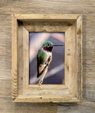 Anna's Hummingbird- FRAMED 5x7 Wood Print