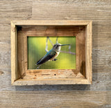 Broad Tailed Hummingbird- FRAMED 5x7 Wood Print