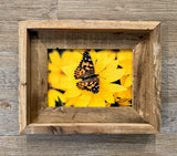 Painted Lady Butterfly- FRAMED 5x7 Wood Print