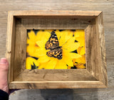 Painted Lady Butterfly- FRAMED 5x7 Wood Print