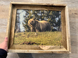 Grizzly on a Hill- FRAMED 11x14 Wood Print