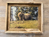 Grizzly on a Hill- FRAMED 11x14 Wood Print