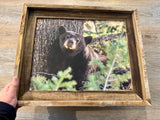 Napping Black Bear- FRAMED 11x14 Wood Print
