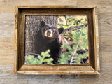 Napping Black Bear- FRAMED 11x14 Wood Print