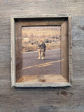 Limpy Coyote- FRAMED 8x10 wood print