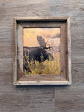 Rainy Moose- FRAMED 8x10 wood print