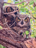 Owl Pair- FRAMED 8x10 wood print