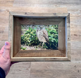 Burrowing Owl- FRAMED 5x7 Wood Print