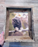 Sunset Eagle- FRAMED 8x10 wood print