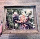 Perched Eagle- FRAMED 11x14 Wood Print
