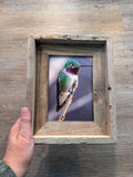 Anna's Hummingbird- FRAMED 5x7 Wood Print