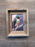 Anna's Hummingbird- FRAMED 5x7 Wood Print