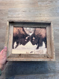 Bison Fight- FRAMED 8x10 wood print