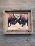 Bison Fight- FRAMED 8x10 wood print