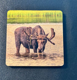 Coaster- Thirsty Moose