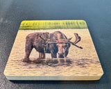 Coaster- Thirsty Moose