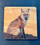 Coaster- Red Fox Sitting