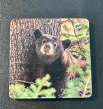 Coaster- Napping Black Bear