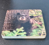 Coaster- Napping Black Bear