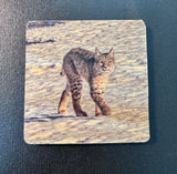 Coaster- Smiling Bobcat