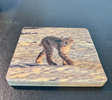 Coaster- Smiling Bobcat