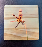 Coaster- Dragonfly