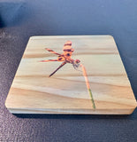 Coaster- Dragonfly