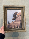 Moose Tree- FRAMED 8x10 wood print