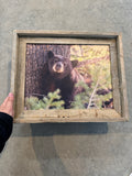 Napping Black Bear- FRAMED 11x14 Wood Print