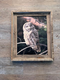 Great Gray Owl- FRAMED 11x14 wood print